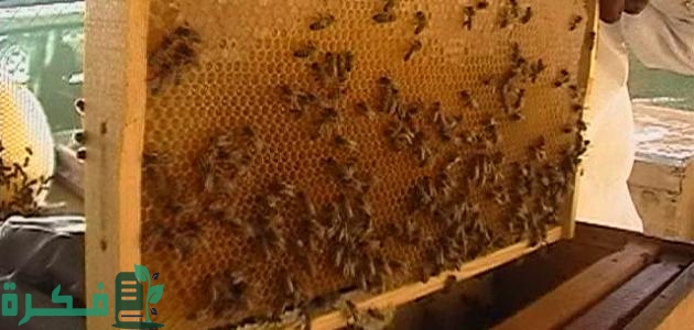 طريقة تربية النحل وإنتاج العسل للمبتدئين