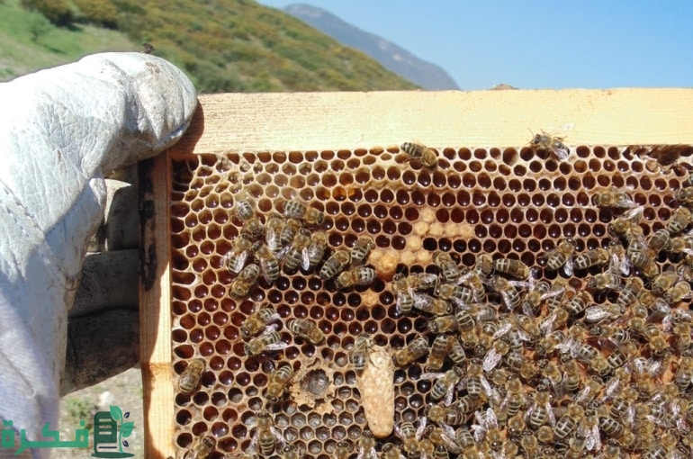 كيفية تربية النحل في المنزل