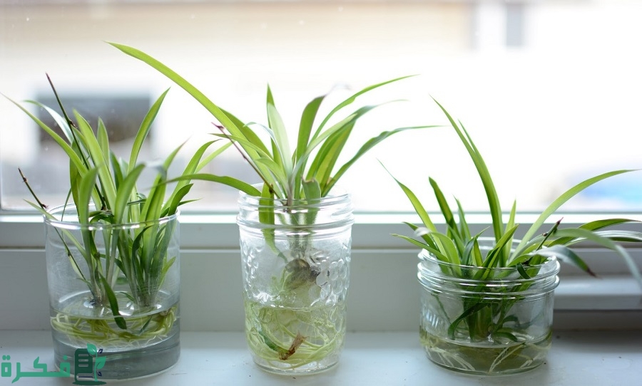 كيفية تسريع نمو النباتات