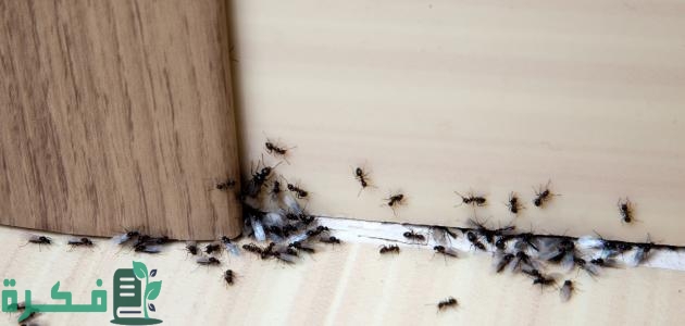 أفضل 5 طرق التخلص من النمل