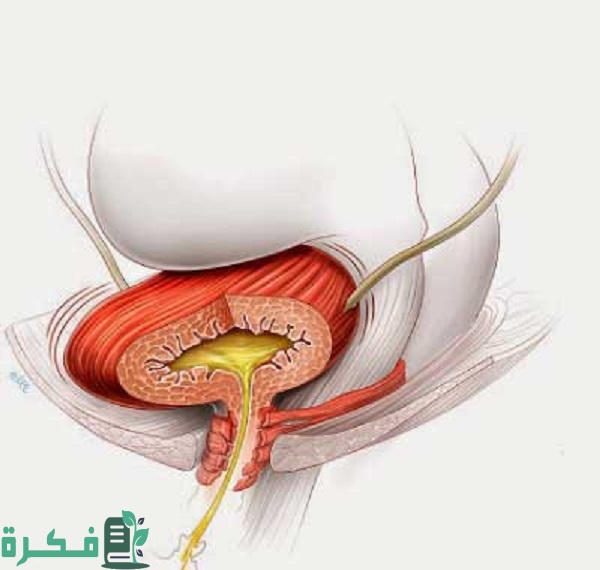 أسماء احسن 5 حبوب دواء لعلاج المثانة العصبية 1 أفضل 5 حبوب دواء لعلاج المثانة العصبية