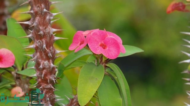 انواع نبات الايفوربيا