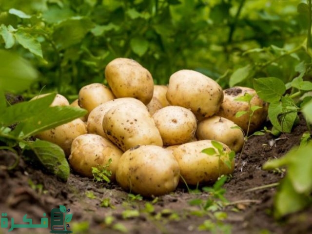 كيفية زيادة إنتاج البطاطس