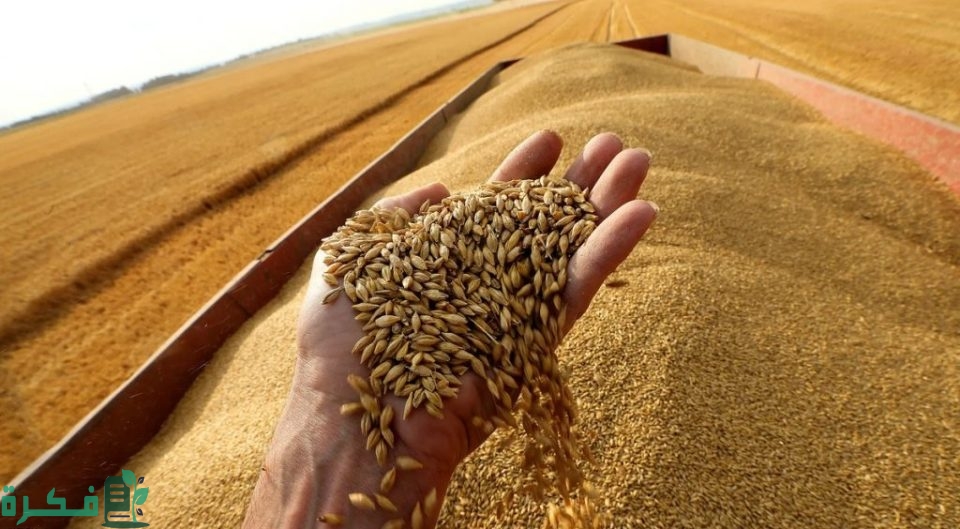 كيفية زيادة إنتاج القمح