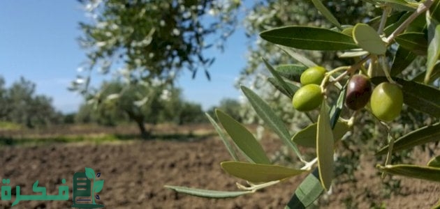 كيفية زيادة إنتاج شجرة الزيتون
