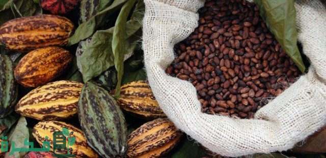 هل يمكن زراعة الكاكاو في مصر
