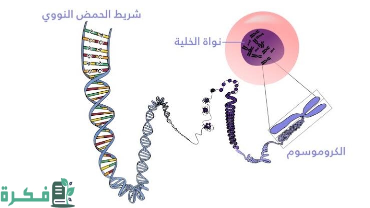 أنواع الكروموسومات واشكالها 1 images 2023 04 04T230130.555