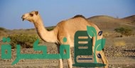أحسن قطعة لحم في الجمل