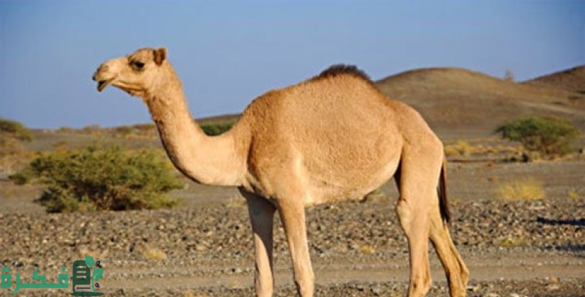 ما هي احسن قطعة لحم في الجمل 1 أحسن قطعة لحم في الجمل