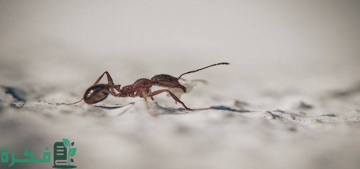 ما تفسير رؤية النمل يمشي على جسم الطفل في المنام