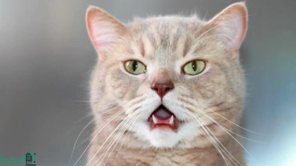 ما سبب رائحة الفم الكريهة للقطط