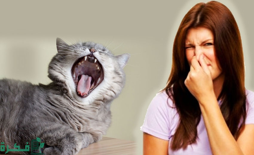 سبب رائحة الفم الكريهة للقطط 1 ما سبب رائحة الفم الكريهة للقطط
