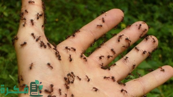 ما معنى حلم النمل يمشي على الجسم أو الوجه