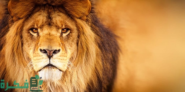 ما معنى حلم أسد يأكل إنسان قريب مني 1 ما معنى حلم أسد يأكل إنسان قريب مني؟