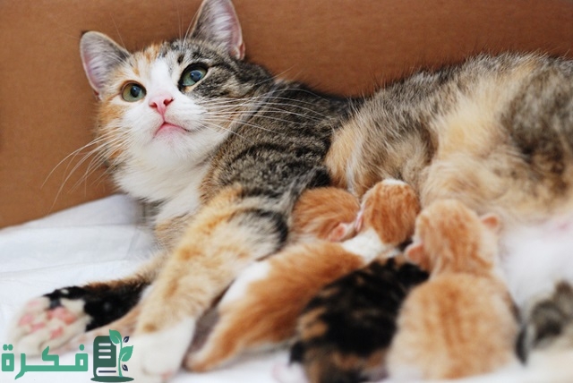 هل نزول السائل من القطة دليل على قرب ولادتها؟