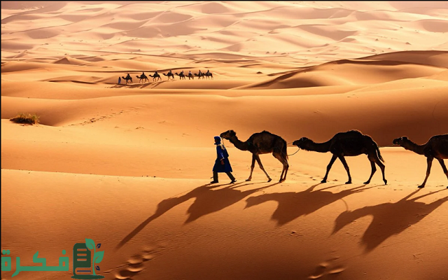503 رمز اي قبيلة 503 رمز اي قبيلة
