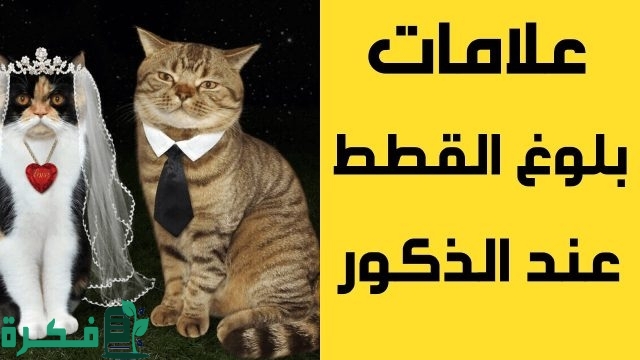 علامات التزاوج عند القطط
