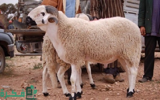 سعر الخروف البرقي اليوم 2025 2 سعر الخروف البرقي اليوم