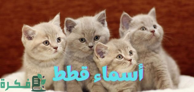 ❌ لم يتم التوليد 1 اسماء قطط