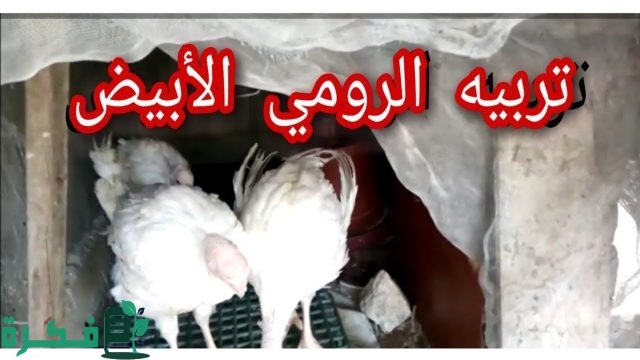 جدول أوزان الرومي الأبيض جدول أوزان الرومي الأبيض