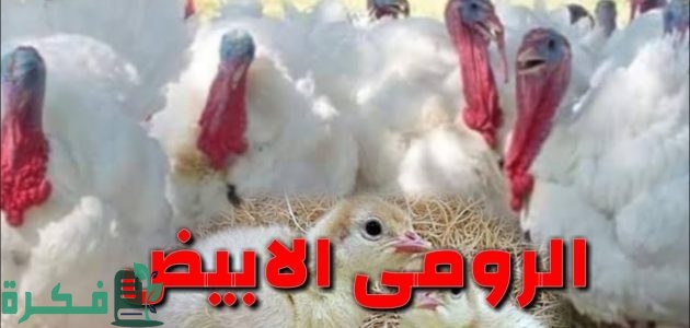جدول أوزان الرومي الأبيض 1 جدول أوزان الرومي الأبيض