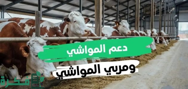 خطوات التسجيل دعم المواشي بالسعودية حسب المتطلبات والشروط 1 طريقة التسجيل دعم المواشي 1446 بالسعودية حسب المتطلبات اللازمة للاستفادة من الإعانة