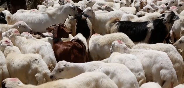 اكتشف فوائد بيع المواشي الحية بالوزن: دليل شامل لتحديد الأسعار بين البائع والمشتري