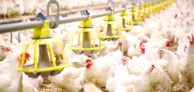 توطين تقنيات جديدة لتعزيز جودة الغذاء في تطوير الثروة الحيوانية والسمكية بالسعودية 1 توطين تقنيات جديدة لتعزيز جودة الغذاء في تطوير الثروة الحيوانية والسمكية بالسعودية