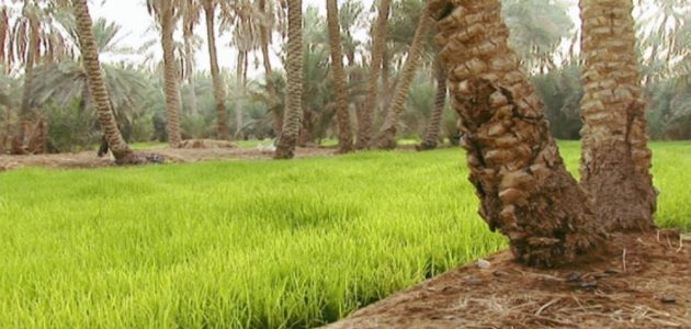 الإشراف الشامل ينطلق في مزارع واحة الأحساء لتعزيز الإنتاج الزراعي 1 الإشراف الشامل ينطلق في مزارع واحة الأحساء لتعزيز الإنتاج الزراعي