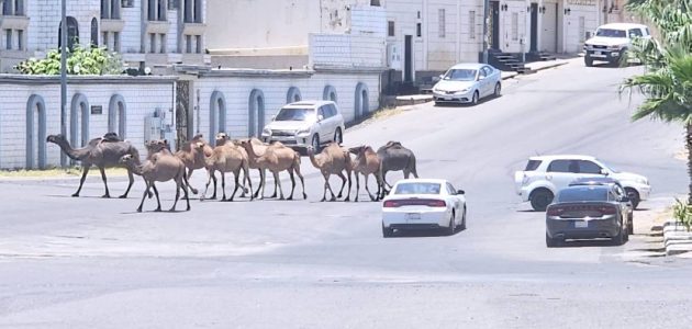 سكان العنود وأم السباع في الطائف يواجهون تهديدات من السائبة والنحل 1 سكان العنود وأم السباع في الطائف يواجهون تهديدات من السائبة والنحل