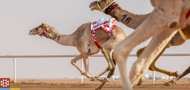 مهرجان ولي العهد للهجن يعلن عن جوائز تصل إلى 50 مليون ريال في سبتمبر المقبل 1 مهرجان ولي العهد للهجن يعلن عن جوائز تصل إلى 50 مليون ريال في سبتمبر المقبل