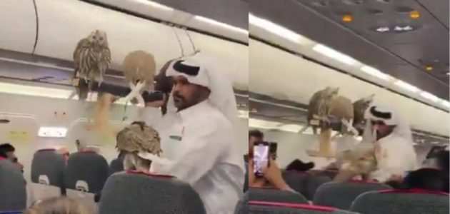 مواطن خليجي يثير الدهشة على متن طائرة مع صقوره 1 مواطن خليجي يثير الدهشة على متن طائرة مع صقوره