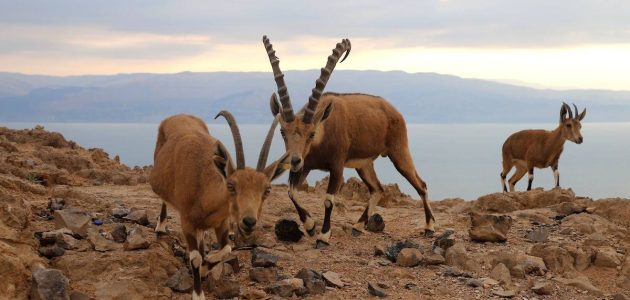مواطن يخرق نظام البيئة في محمية طويق ويواجه العقوبات المناسبة 1 مواطن يخرق نظام البيئة في محمية طويق ويواجه العقوبات المناسبة